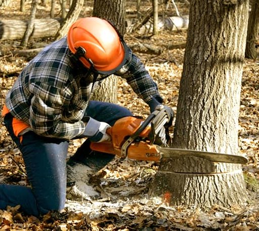 Tree Removal in Snow Camp, NC